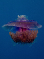   Jellfish  